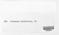 Sirococcus conigenus image
